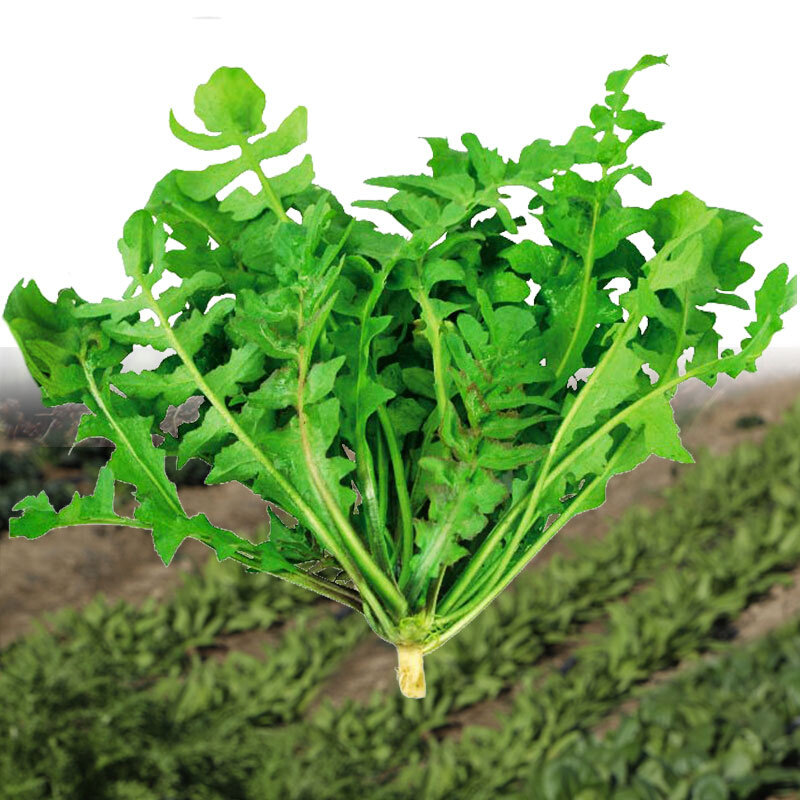 春季蔬菜种籽孑菜种菜籽四季种子荠荠菜大叶香荠菜野菜大全芨芨菜