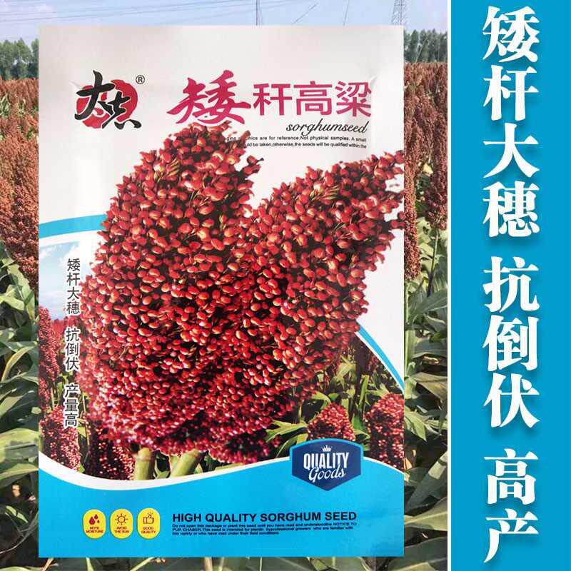 杂交高粱铁杆株高种子1米高产抗倒抗鸟抗旱酿造型矮杆红高粱春季