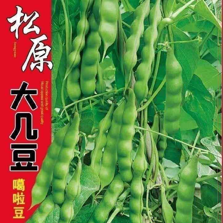 东北新籽几豆角籽松豆角豆角种子子油大几豆搭架鼓豆面白芸豆