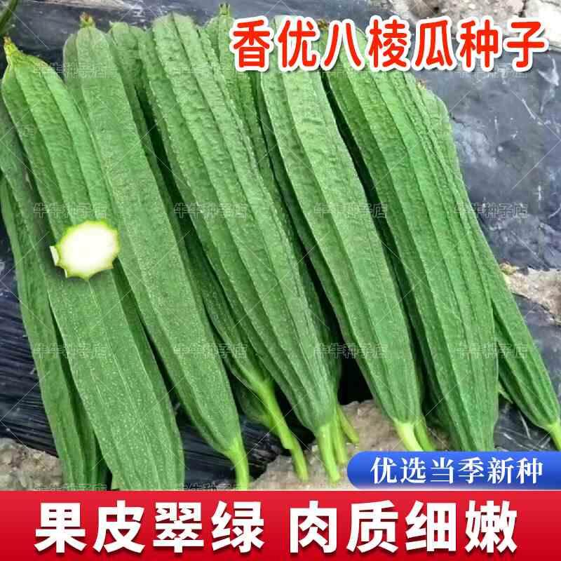 优八棱瓜香丝瓜种子高产八角丝瓜大肉皱皮春四季种植阳台蔬菜种孑