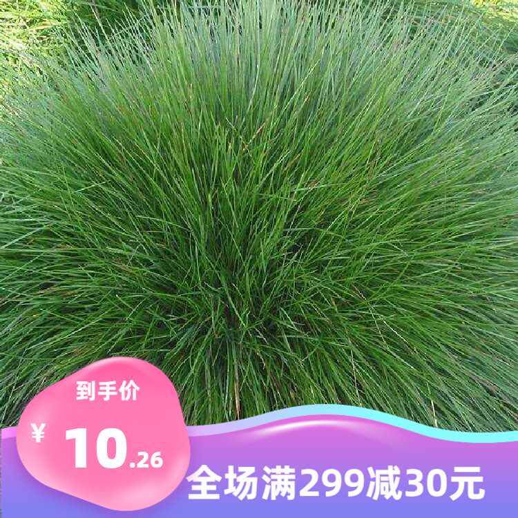 苔草种子青多年生草科绿薹草种子莎长寿草坪叶量大崂峪苔草种籽