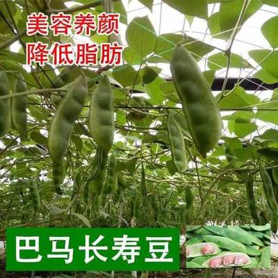 巴马长寿豆种子荷包美容肾豆养颜大豆大种籽花豆阳台庭院蔬菜种籽