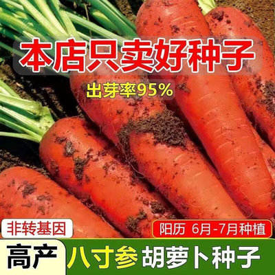 七寸参九寸三红胡萝卜的种子蔬菜红萝卜种籽脆甜春秋田园蔬菜种子