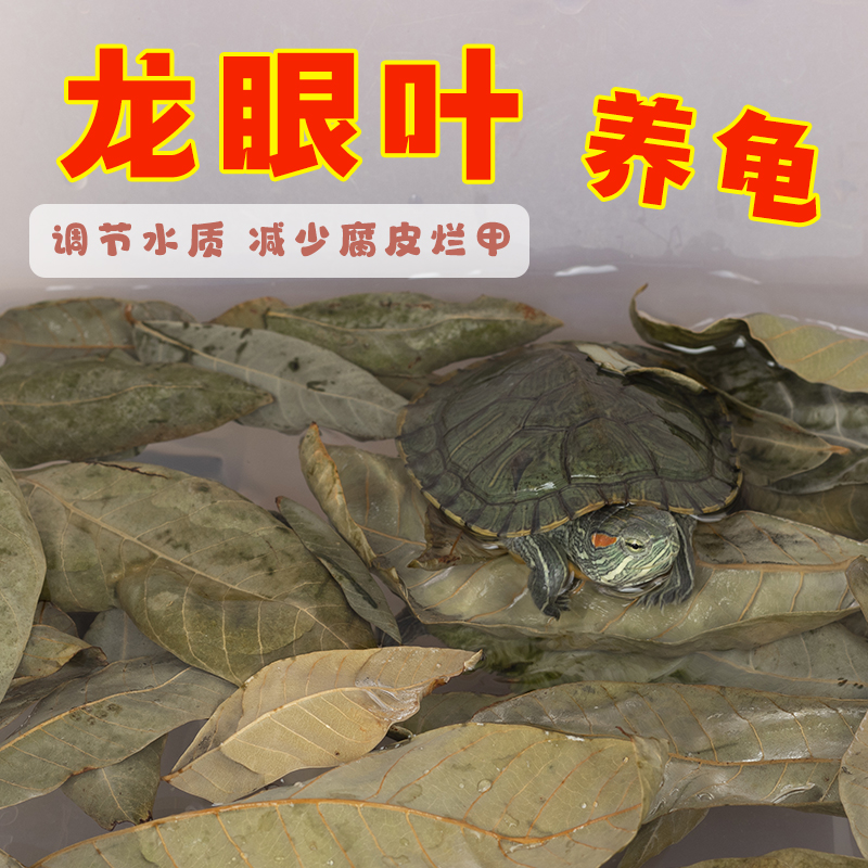 免煮乌龟龙眼叶腐皮烂甲躲避龟用养龟叶子龟缸周转箱改善水质造景
