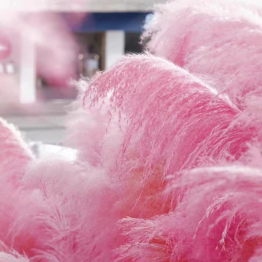 粉色芦苇干花网红景观花束婚庆商场橱窗装饰室内外造景红色芦苇花