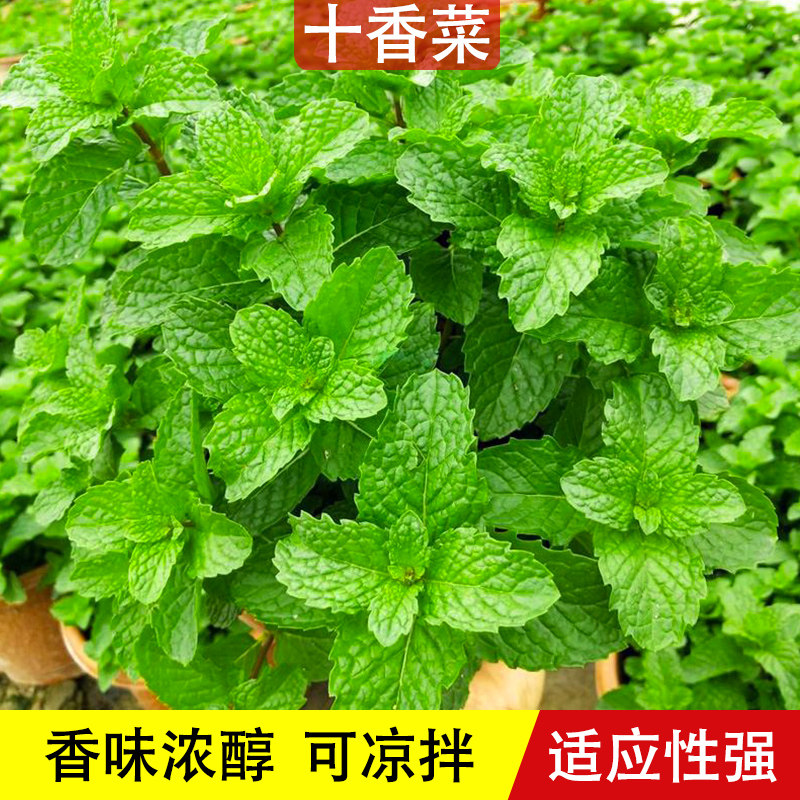 十香菜种子种籽孑苗秧石香菜薄荷食用四川鱼香菜草四季菜苗菜种籽