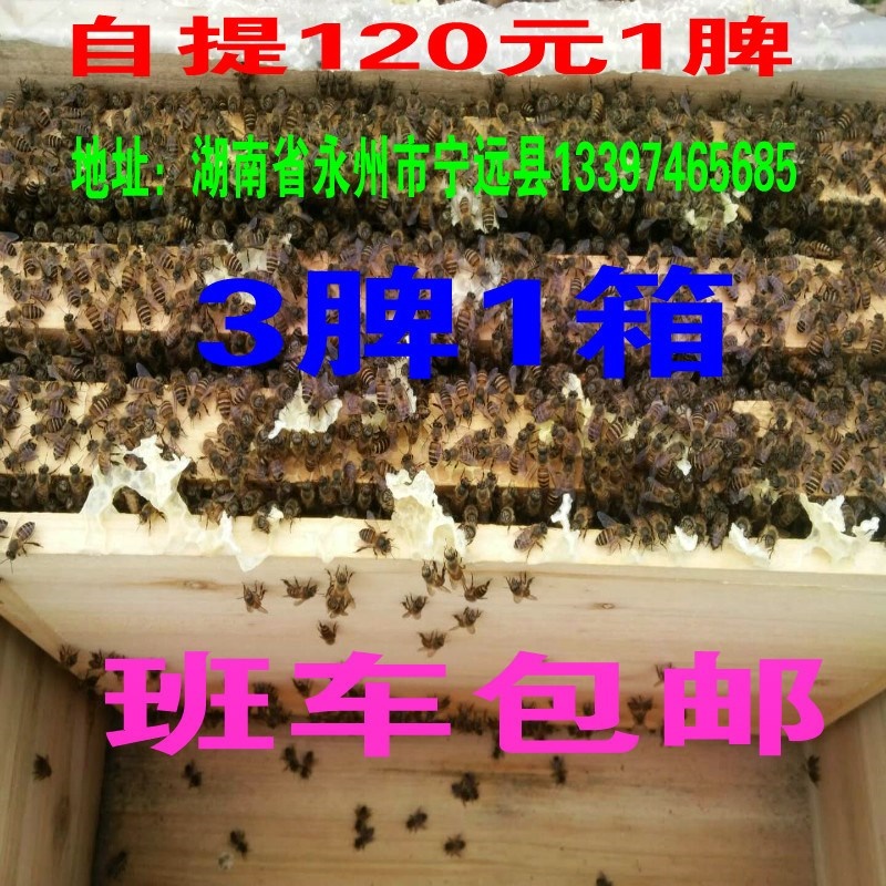蜜蜂蜂群中蜂群3脾带1王带箱土蜂湖南中蜂班车包邮掌柜推荐|ruв категории животное/Животное питание и принадлежностей, других домашних животных, других домашних животных - от Buy2taobao.com для оказания профессиональной услуги покупки агента Taobao