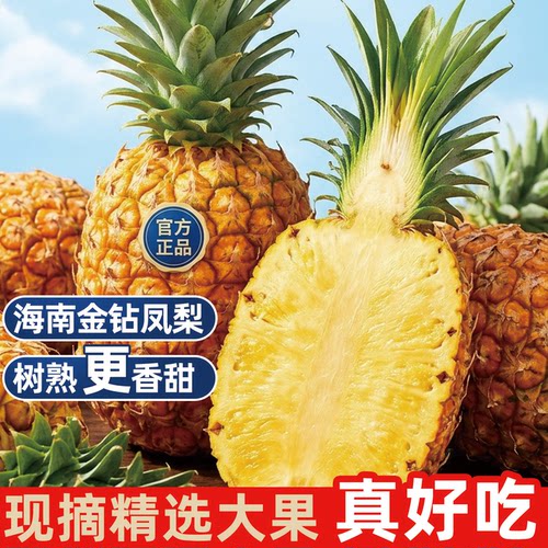 【正宗】海南金钻凤梨树上熟水果