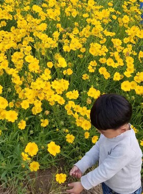 大花金鸡菊种子 多年生宿根纯黄色菊花种籽 易活播种耐旱耐热花海