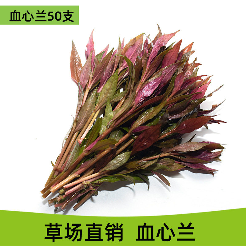 紫红丁香鱼缸造景羽毛 虎耳中柳绿宫廷绿水草活体中后景水草