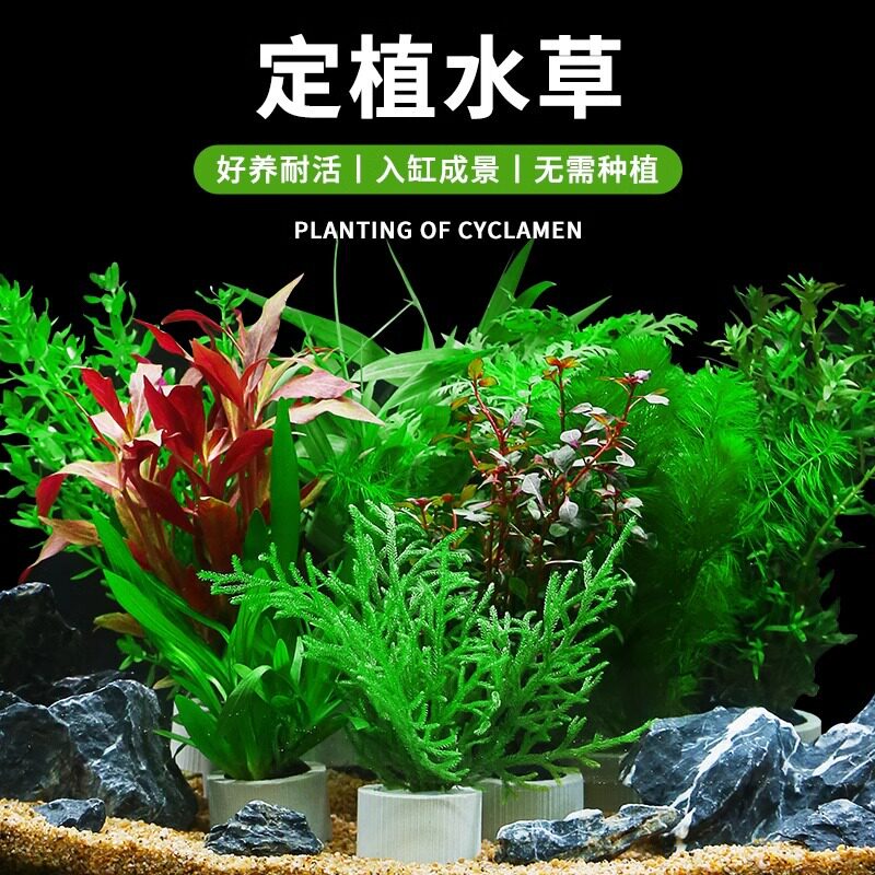 疯狂水草鱼缸造景水草种植环阴性绿植水榕蜈蚣草净化水质水培植物