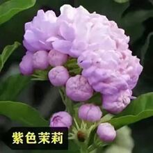 可泡茶 茉莉驱蚊虫盆栽重瓣茉莉花浓香型花期280天 带叶子发货