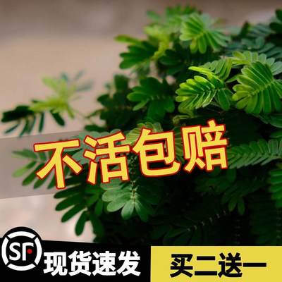 害羞草种子含羞草盆栽植物阳台绿植花卉种子薄荷种籽四季易种包邮