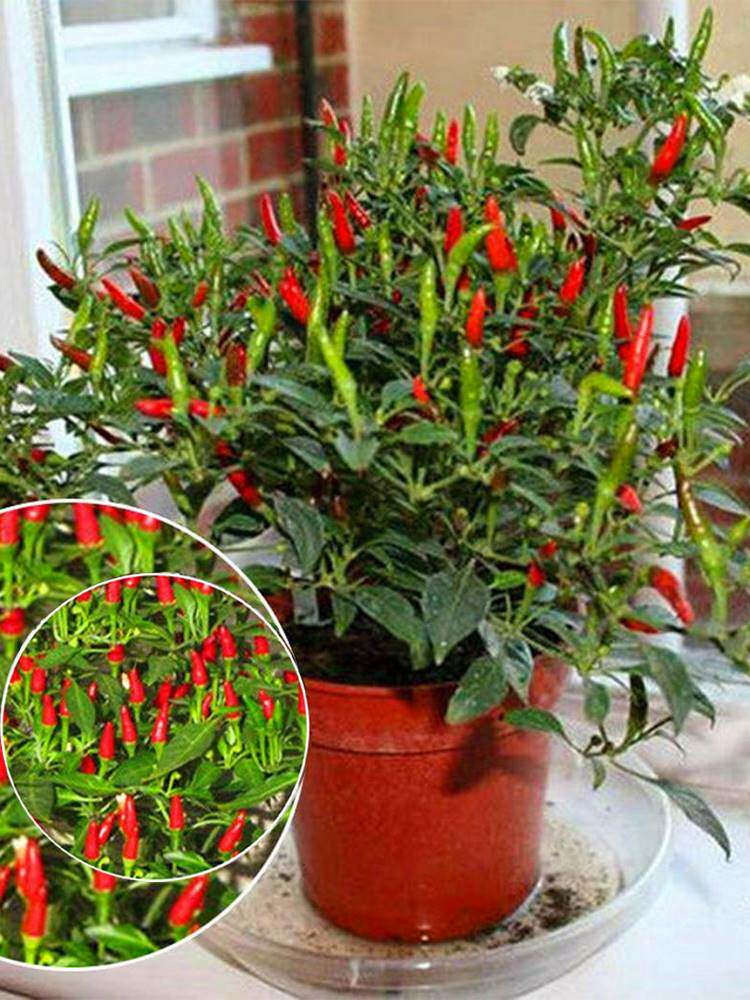 朝天椒种子种籽辣椒苗辣小米椒树树苗秋冬四季盆栽蔬菜菜苗孑秧苗