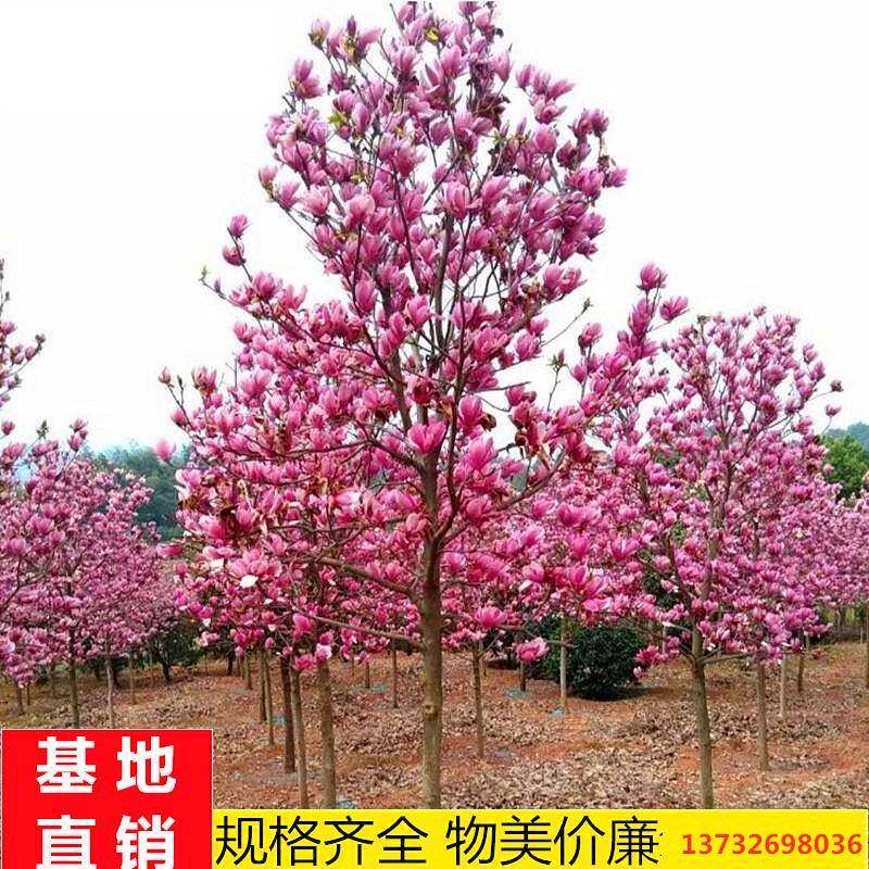 大型庭院玉兰花树苗红玉兰白玉兰树苗盆栽绿化树苗风景树苗景观树