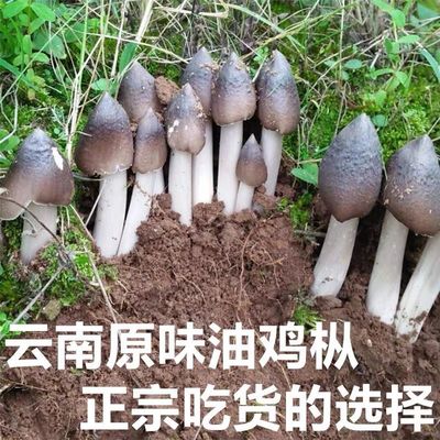 云南枞菌家种三塔夏至可食用四季