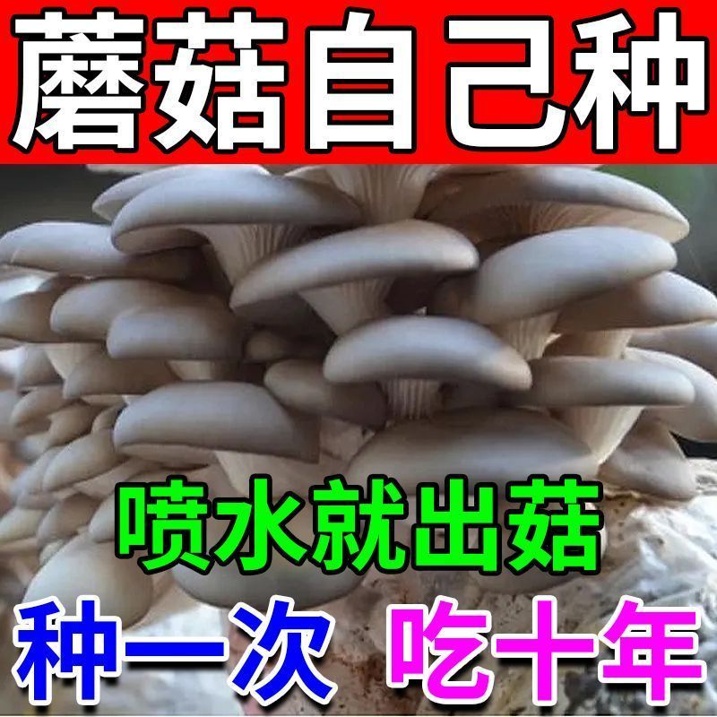 家庭自种蘑菇菌包【喷水就出菇】食用菌棒蘑菇种植包食用平菇菌种