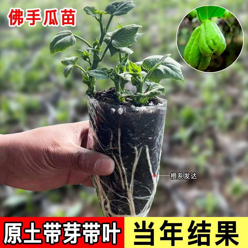 发芽佛手瓜种瓜苗阳台蔬菜苗南北方种植春秋季播种菜种籽水果种子