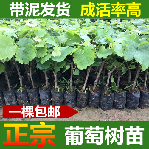 巨峰葡萄苗种植多少钱 巨峰葡萄苗种植价格 小麦优选