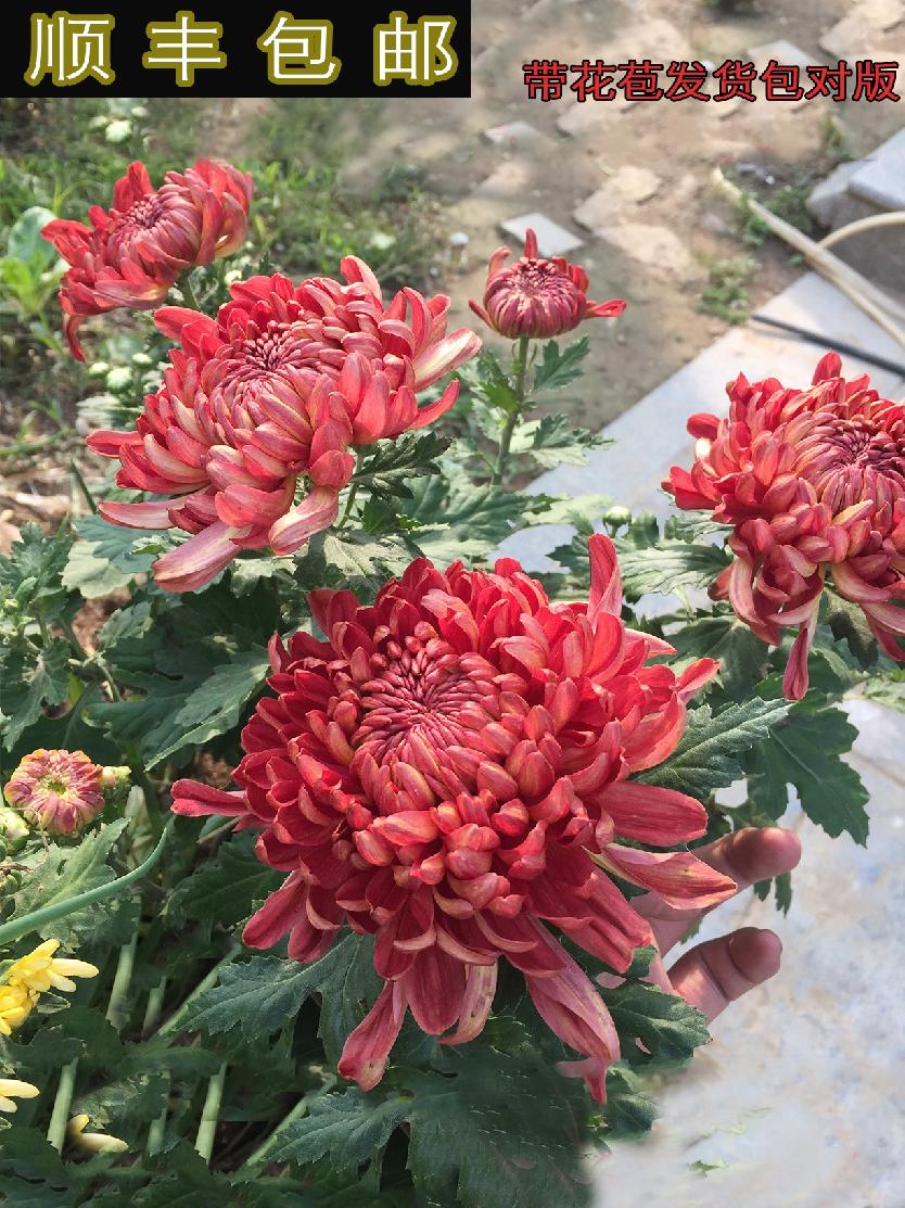 菊花盆栽带花苞四季开花秋菊荷兰菊九月菊庭院阳台花卉植物耐寒.