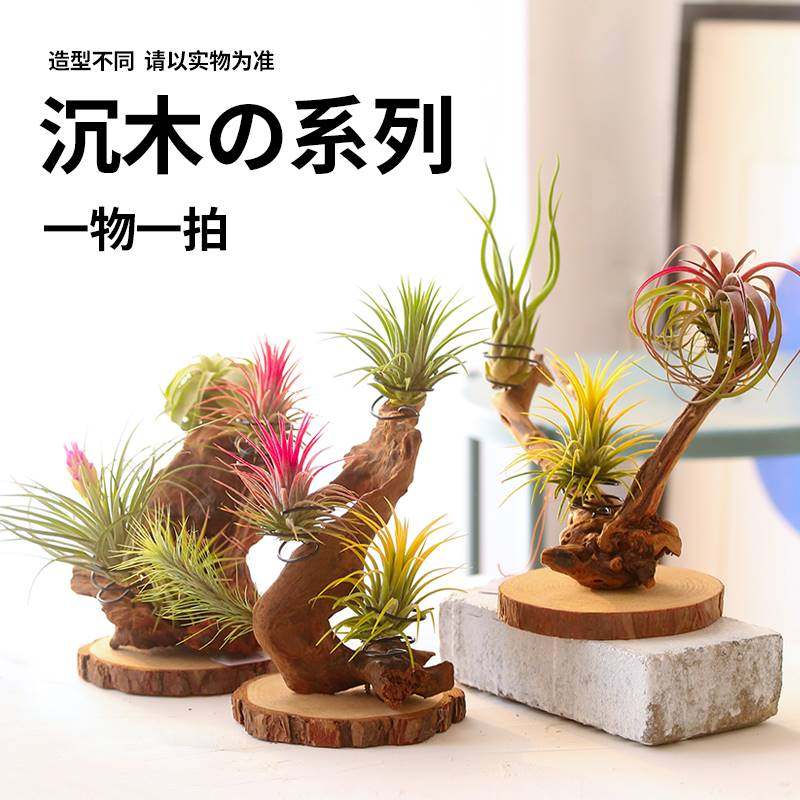 空气凤梨支架花架树根根雕造景沉木装饰手工制作一物一拍