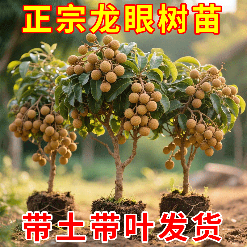 龙眼树苖嫁接盆栽水果树苗储良桂圆石硖南方四季种植地栽当年结果