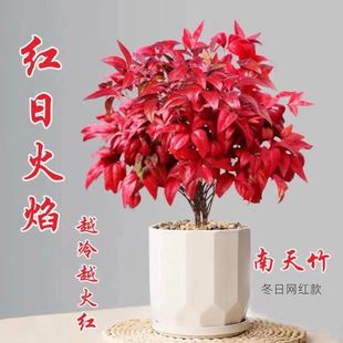 火焰南天竹耐寒四季不落叶耐寒越冷越红室外中国红盆栽丛生观叶