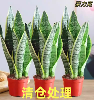 金边虎皮兰盆栽多肉易活水培植物