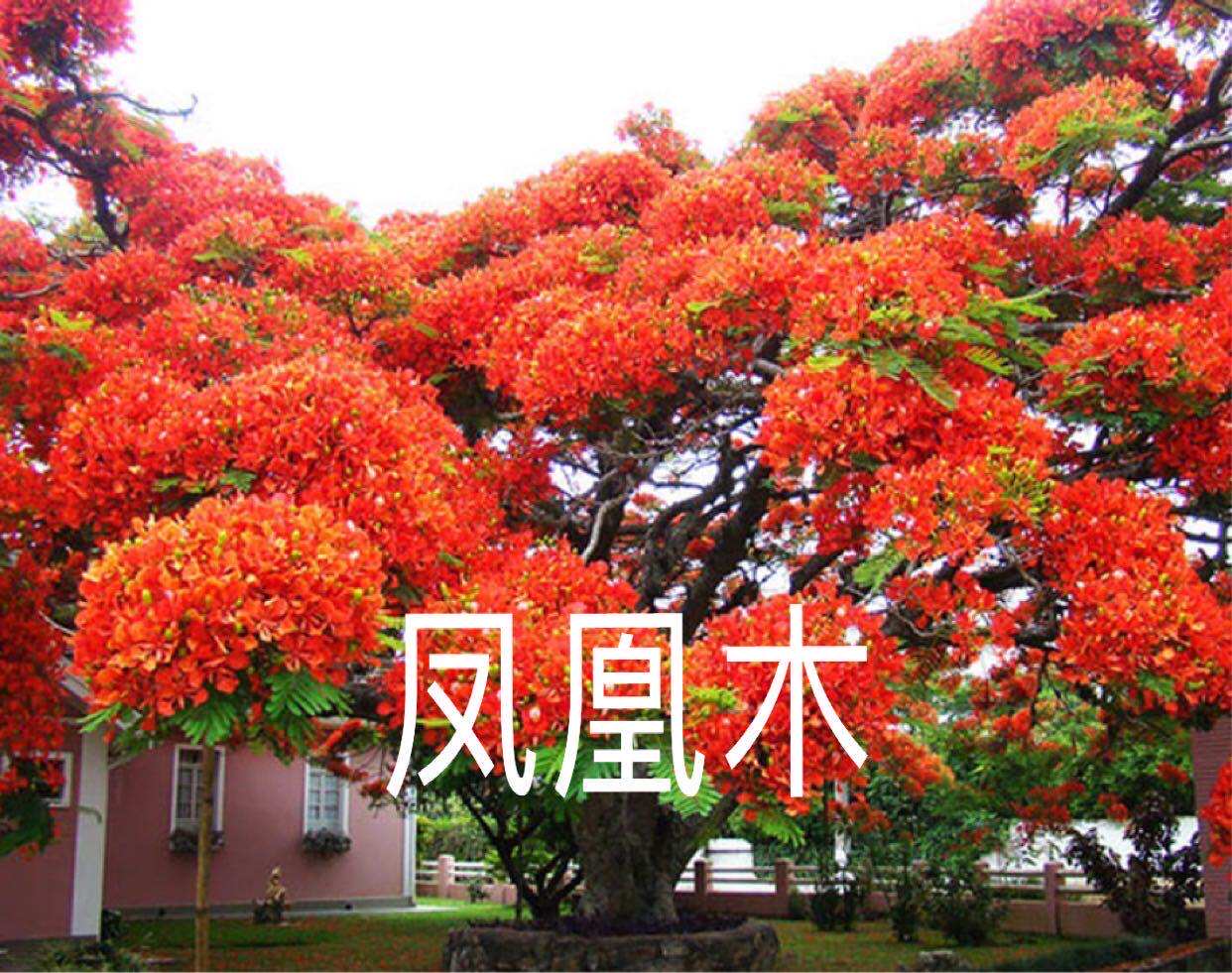 凤凰木树苗 红花楹树苗 庭院绿化地栽盆栽珍稀名贵耐寒风景树