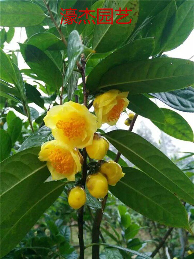 防城凹脉金花茶名贵黄色茶花树苗盆栽庭院室内嫁接原生带花苞包.