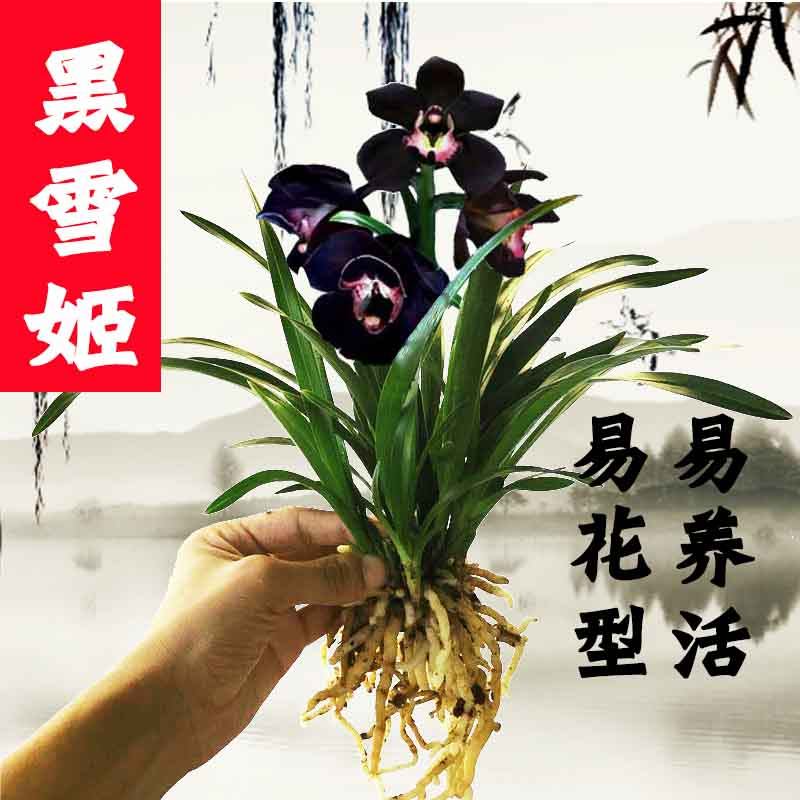 墨兰 黑雪姬  矮种兰花苗好养易成活室内办公室花卉绿植盆栽.