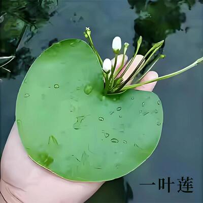 一叶莲无土水生水培植物水生水养鱼盆池碗莲盆栽莲花水养池塘水生