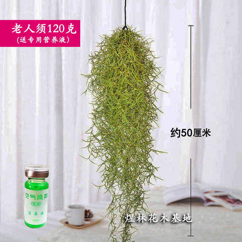 空气凤梨老人须 室内吊挂无土植物 松萝吸甲醛容易养客厅懒人绿.