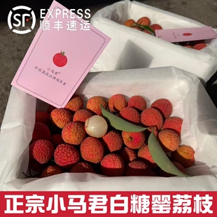 小马君正宗广东高州根子白糖罂荔枝精品老树果纯甜新鲜水果