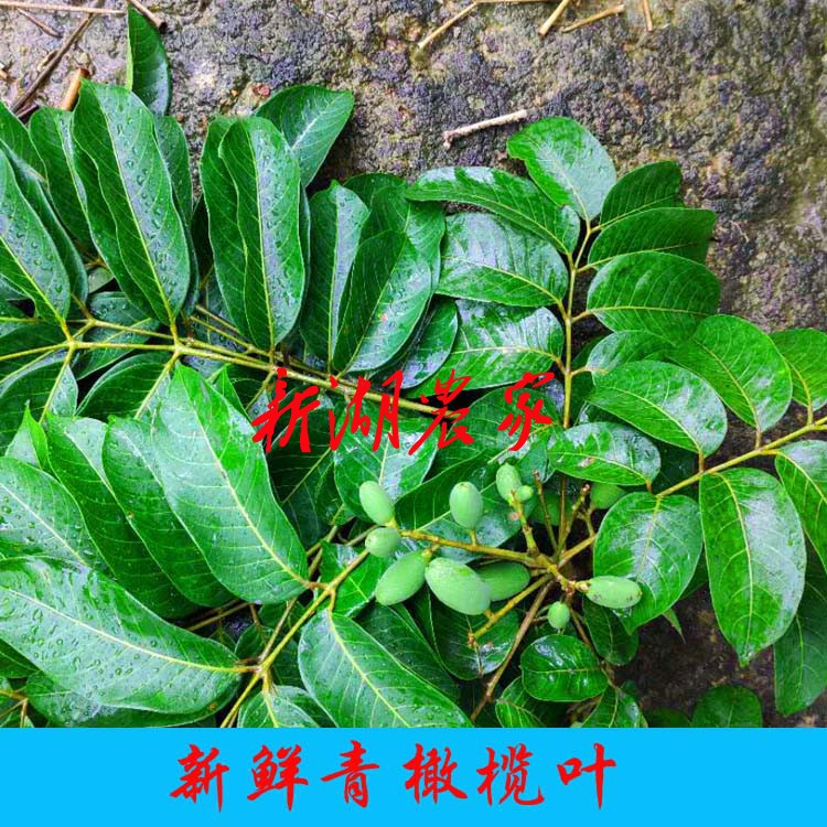 现采新鲜橄榄叶 青橄榄叶 青果叶 白橄榄叶 黄橄榄叶 500克包邮