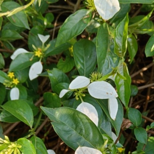 新鲜深山玉叶金花 凉茶藤 仙甘藤 白纸扇 蝴蝶藤 山甘草 鲜品500g