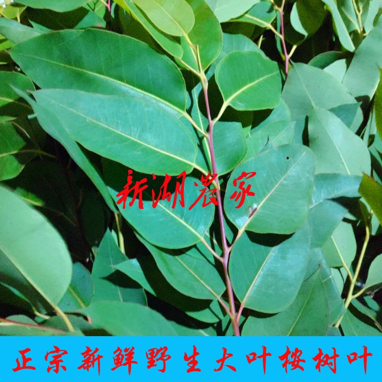 新鲜药用桉树叶 大叶桉树 原中药材桉树 新鲜品 1件500克