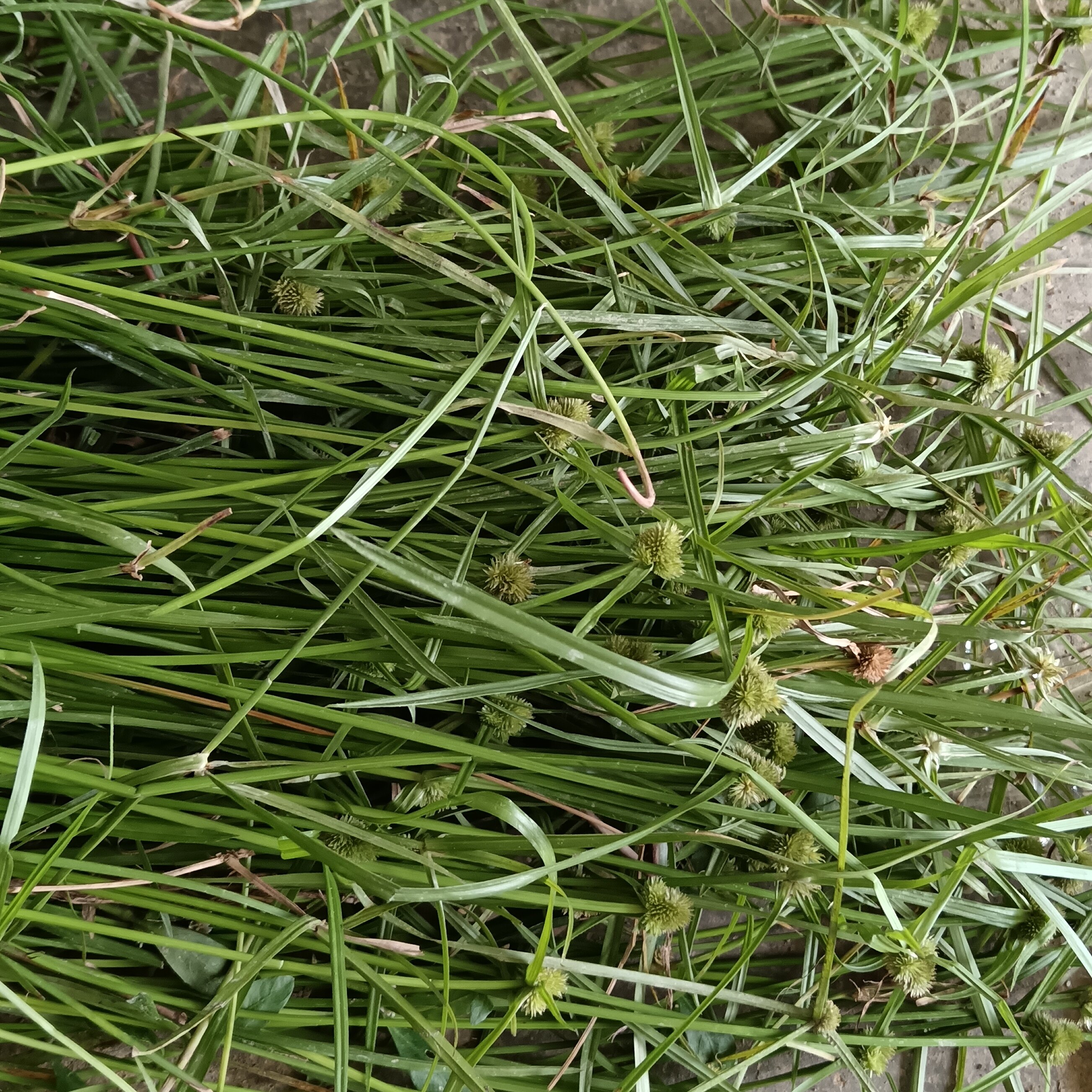 新采水蜈蚣一箭球蜈蚣草三荚草无头厚香中草药球子草500g