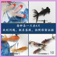 小金鱼家养自养草金鱼活体淡水鱼1