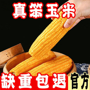 传统老玉米棒黄笨玉米不甜不糯非转基因真空即食代餐普通玉米棒