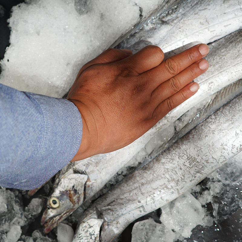 正宗舟山雷达网小眼带鱼整条东海捕捞新鲜活刀鱼特级3斤水产整箱|ruв категории водной мясо/свежие фрукты и овощи/еда, морепродукты/водные продукты/изделия, морепродукты и рыба, сабля - рыба - от Buy2taobao.com для оказания профессиональной услуги покупки агента Taobao