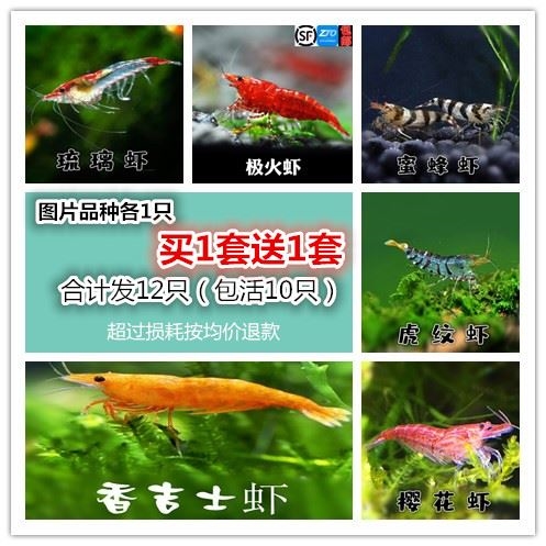 观赏虾小虾顺丰包邮樱花黑壳极火香吉士琉璃水晶虾抱卵母虾