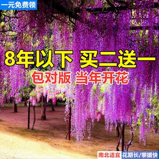 紫藤花树苗爬藤攀爬庭院围墙四季 开花植物老桩盆栽花苗藤蔓紫藤萝