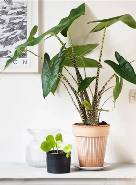 斑马海芋新奇进口绿植物室内庭院热带观叶盆栽