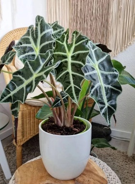 大仙女海芋盆栽室内办公室桌面盆景绿植好养四季适合懒人养的植物