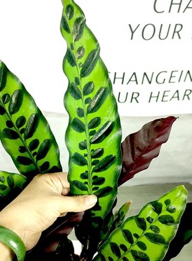 猫眼竹芋观叶植物盆栽室内桌面绿植净化空气小众百搭新手易养