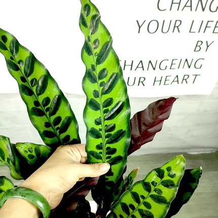 猫眼竹芋观叶植物盆栽室内桌面绿植净化空气小众百搭新手易养