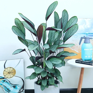 老飞羽竹芋盆栽室内客厅办公室桌面绿植花卉植物好养活