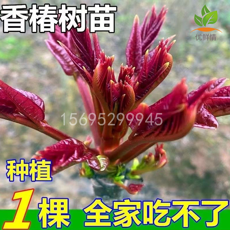 香椿树苖四季矮化香椿芽树幼苗种