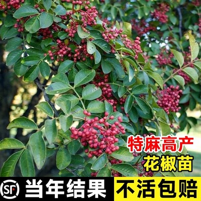 花椒苗树四川大红袍特麻椒九叶青花椒苗地栽盆栽果树果苗当年结果